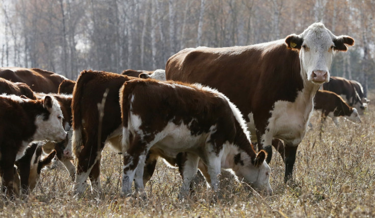 Russian cows