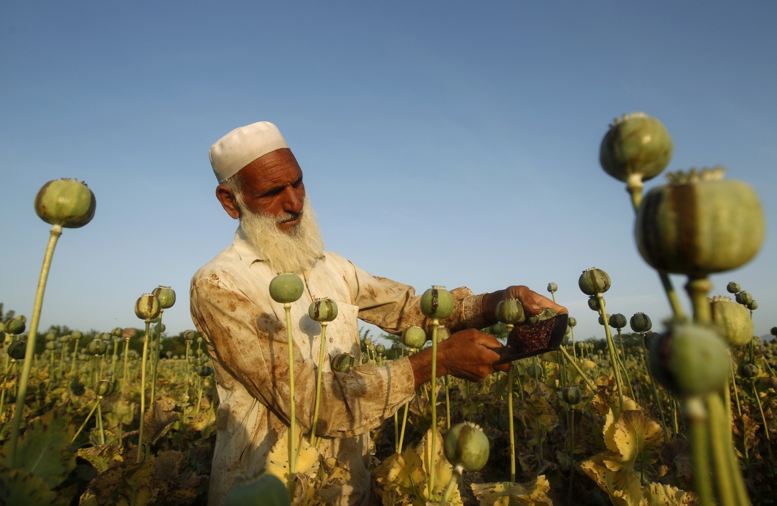 Opium Poppy Cultivation Hits All-Time High in Afghanistan