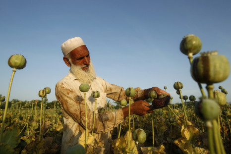 Afghanistan opium poppy field