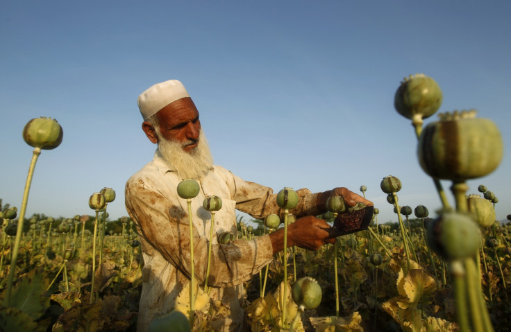 Afghanistan opium poppy field