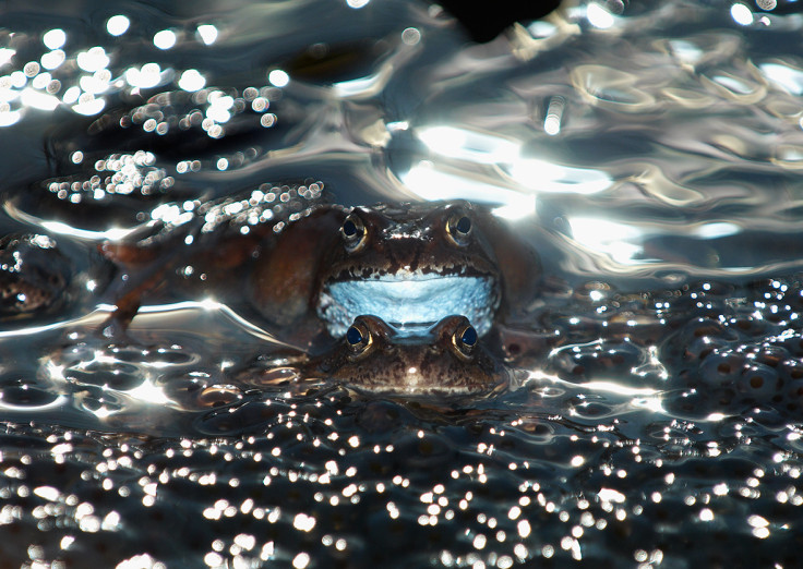 Wildlife Photographer of the Year 2014