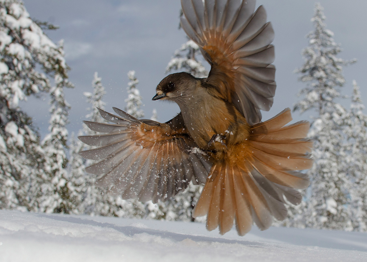 Wildlife Photographer of the Year 2014: Winning Images and Finalists