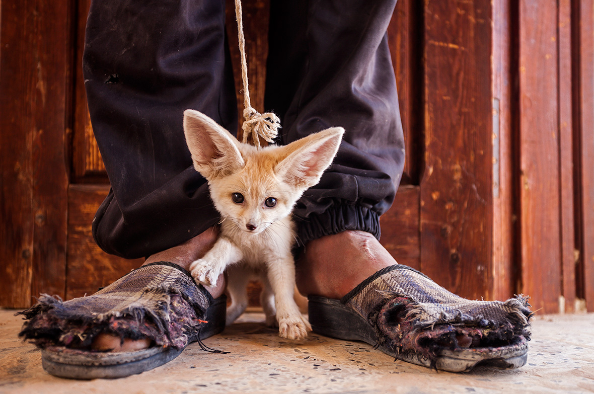 Wildlife Photographer of the Year 2014: Winning Images and Finalists