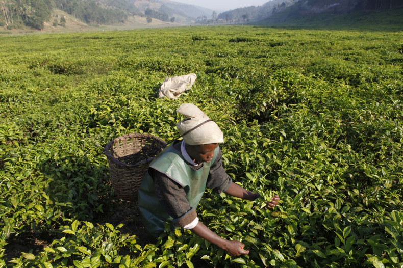 Rwanda economy - agriculture
