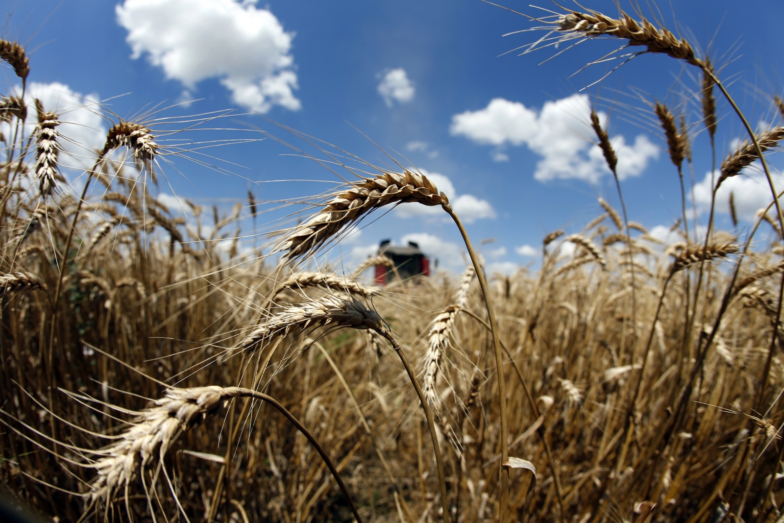 Agriculture Cereal Domestication Occurred At Different Times 