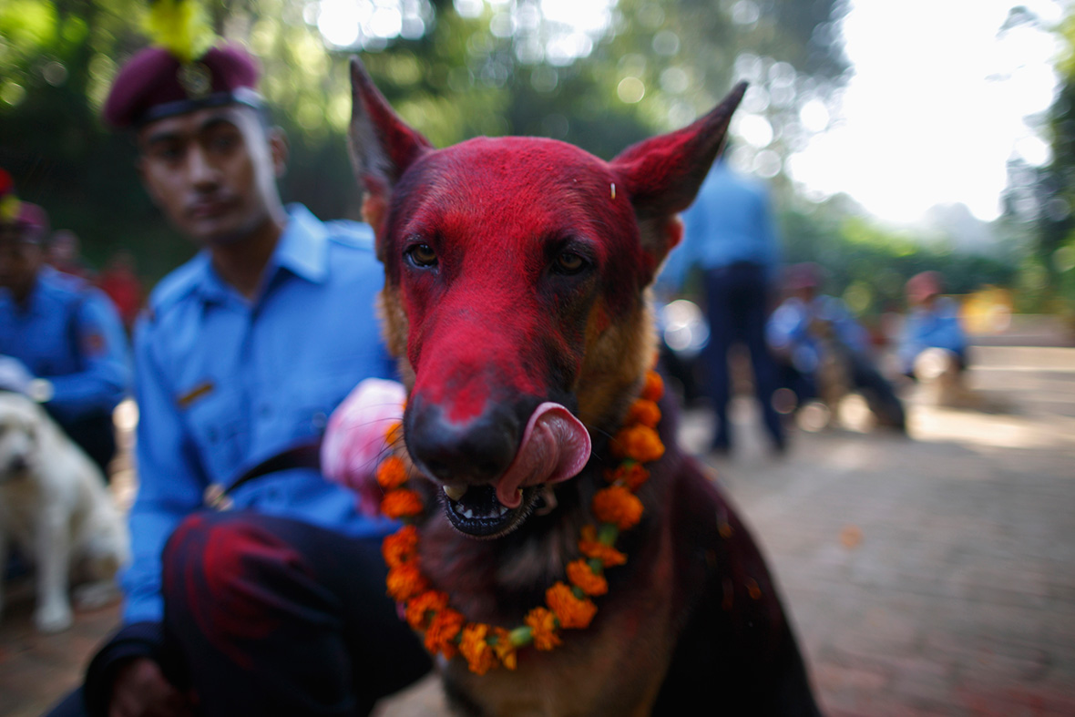 diwali police dogs