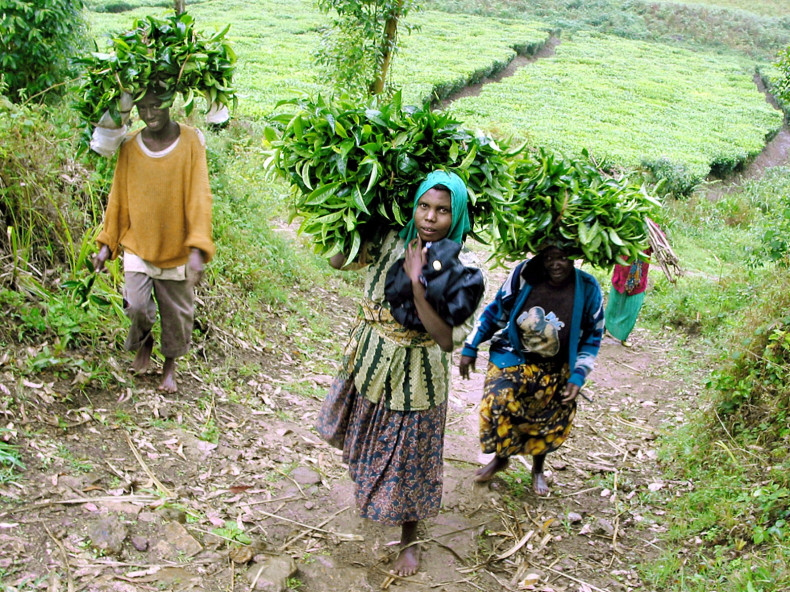 Rwandan tea pickers carry their load of leaves for weighing near the northern Rwandan town of Mulindi