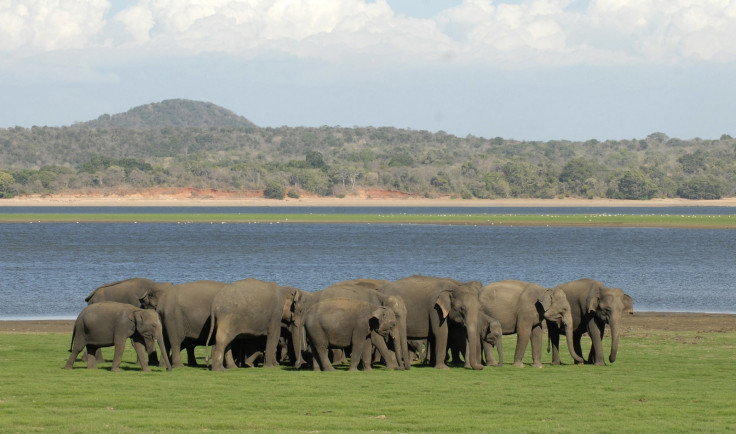 ASIAN ELEPHANT