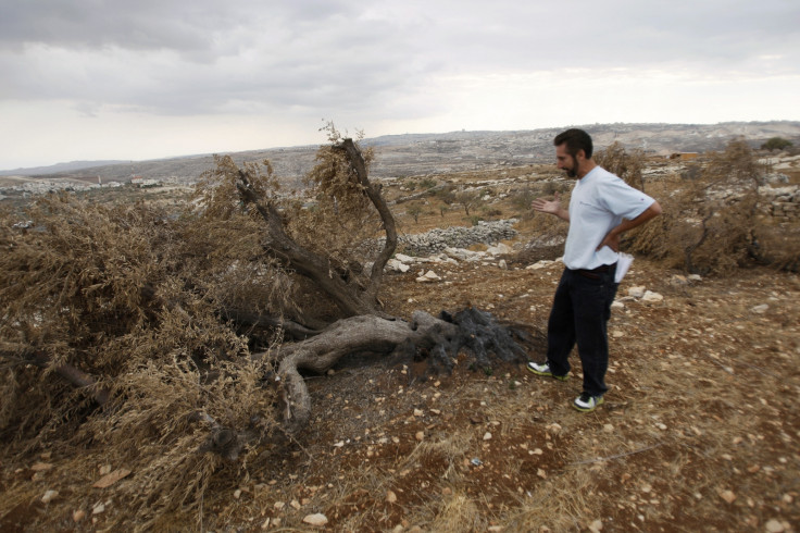 olive trees