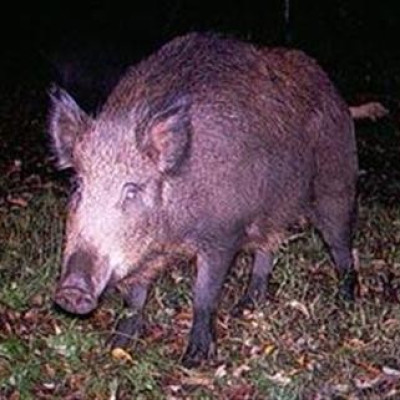 A wild boar in an image courtesy of the New York Invasive Species Council.
