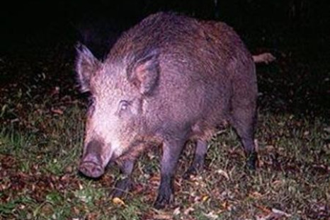 A wild boar in an image courtesy of the New York Invasive Species Council.