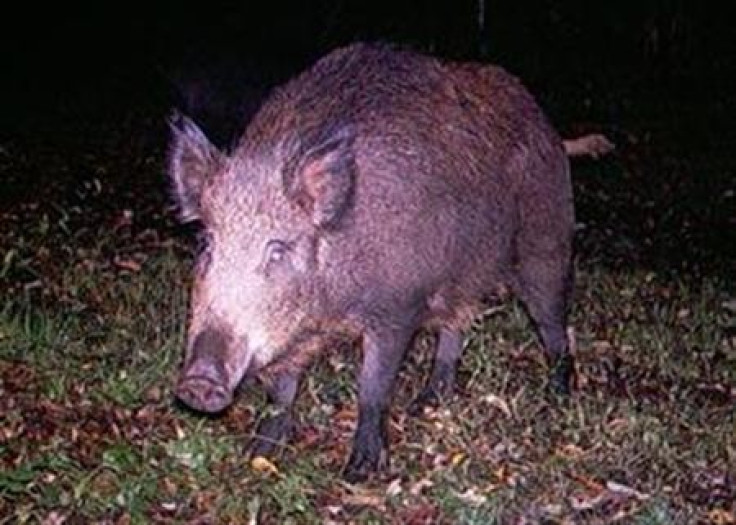 A wild boar in an image courtesy of the New York Invasive Species Council.