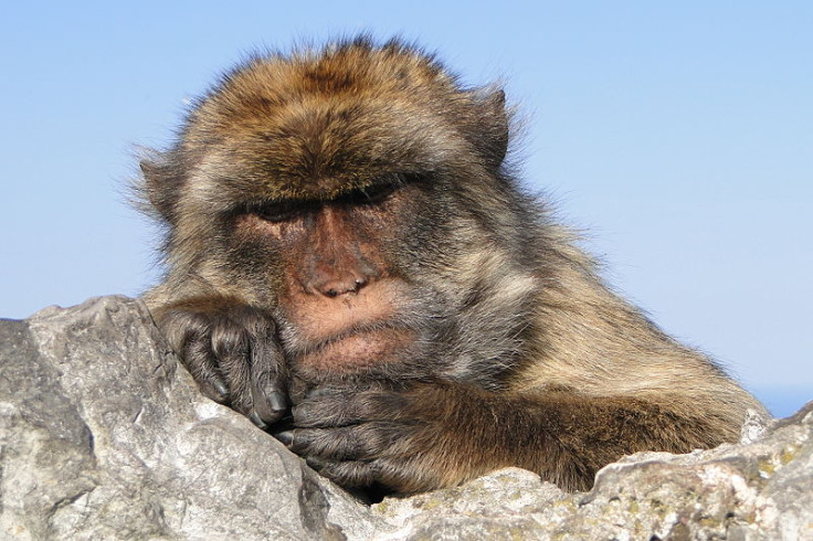 The Barbary macaque population in Gibraltar is the only wild monkey population in Europe