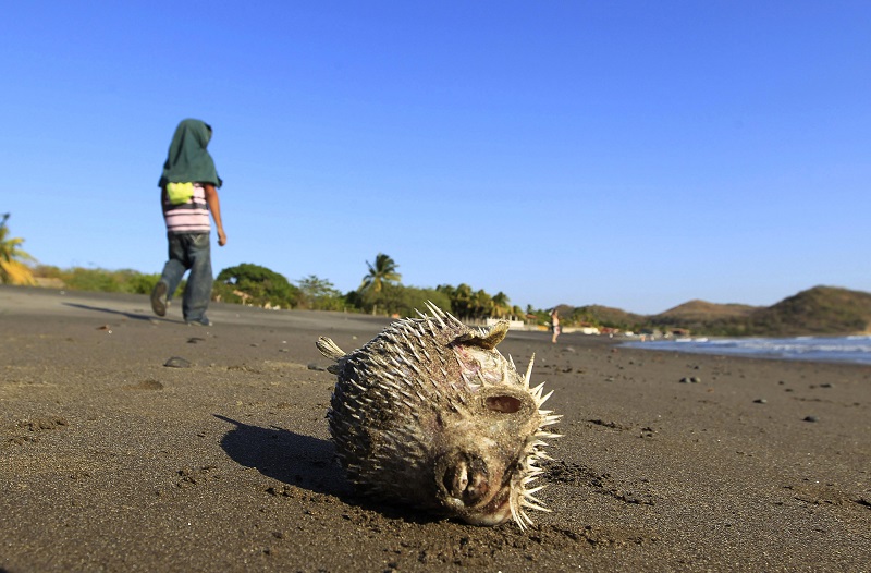The pufferfish contains a toxin that is 1,200 times more lethal than cyanide