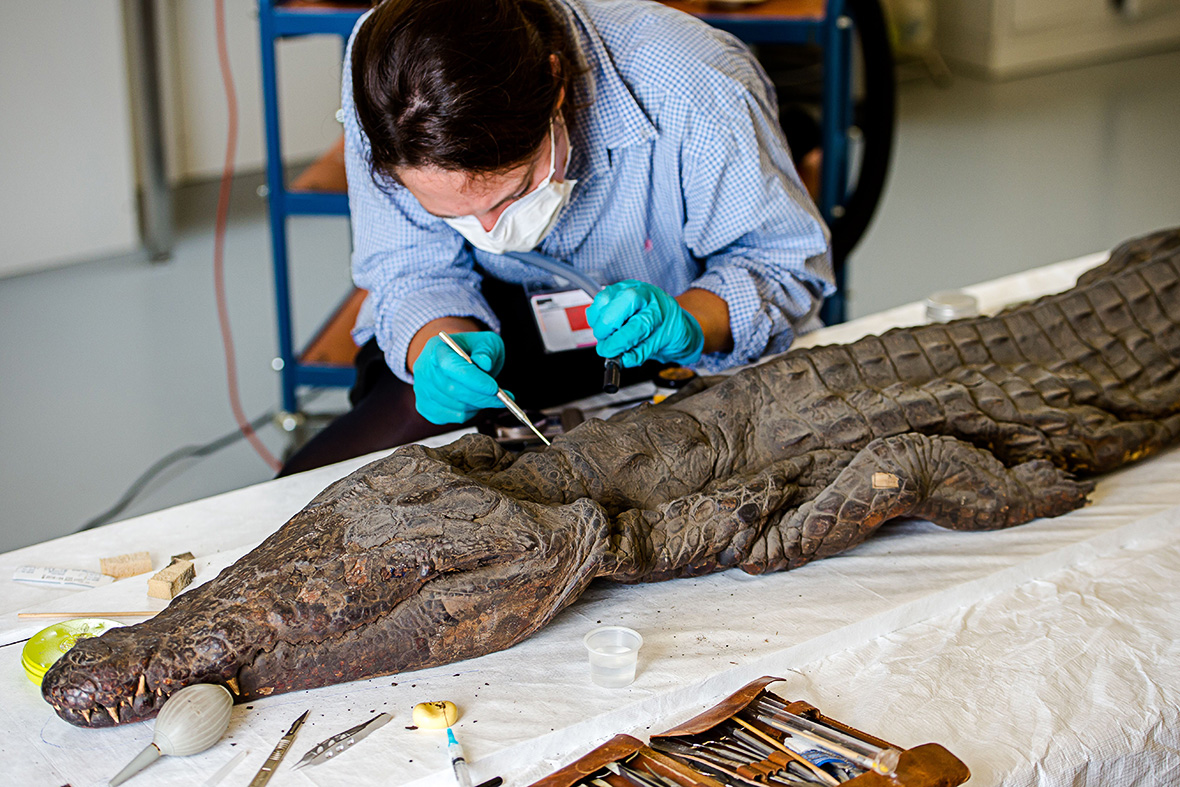 crocodile mummy