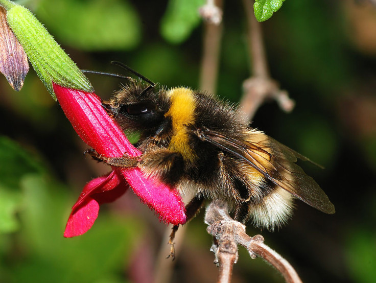 buff-tailed bumblebee