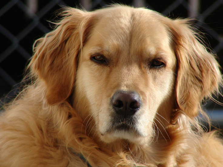 golden retriever