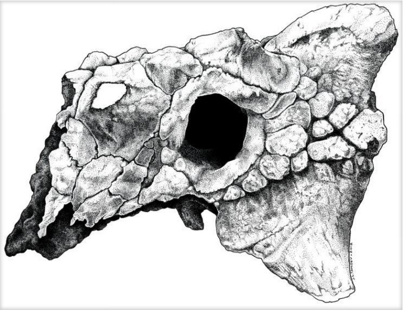 Zaraapelta Skull