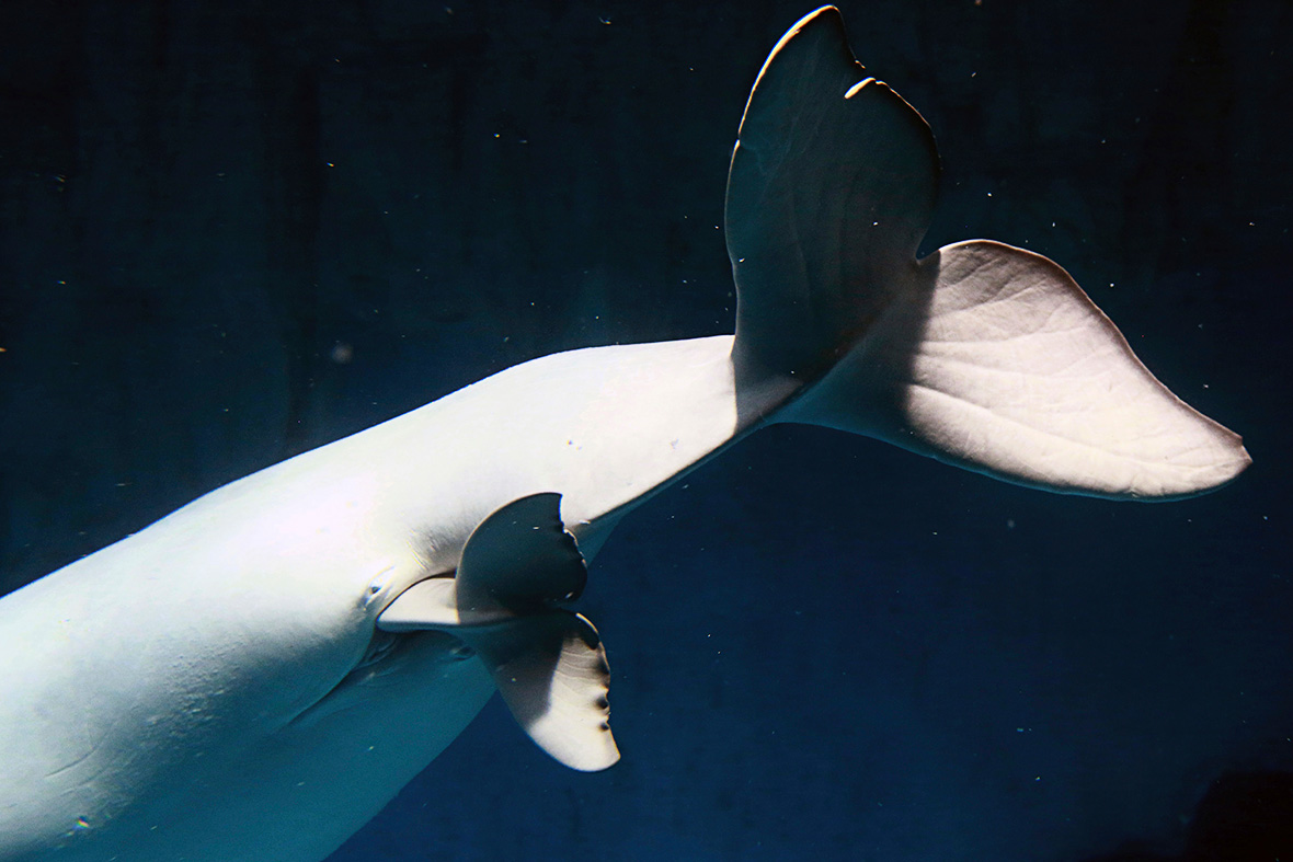 Beluga whale birth