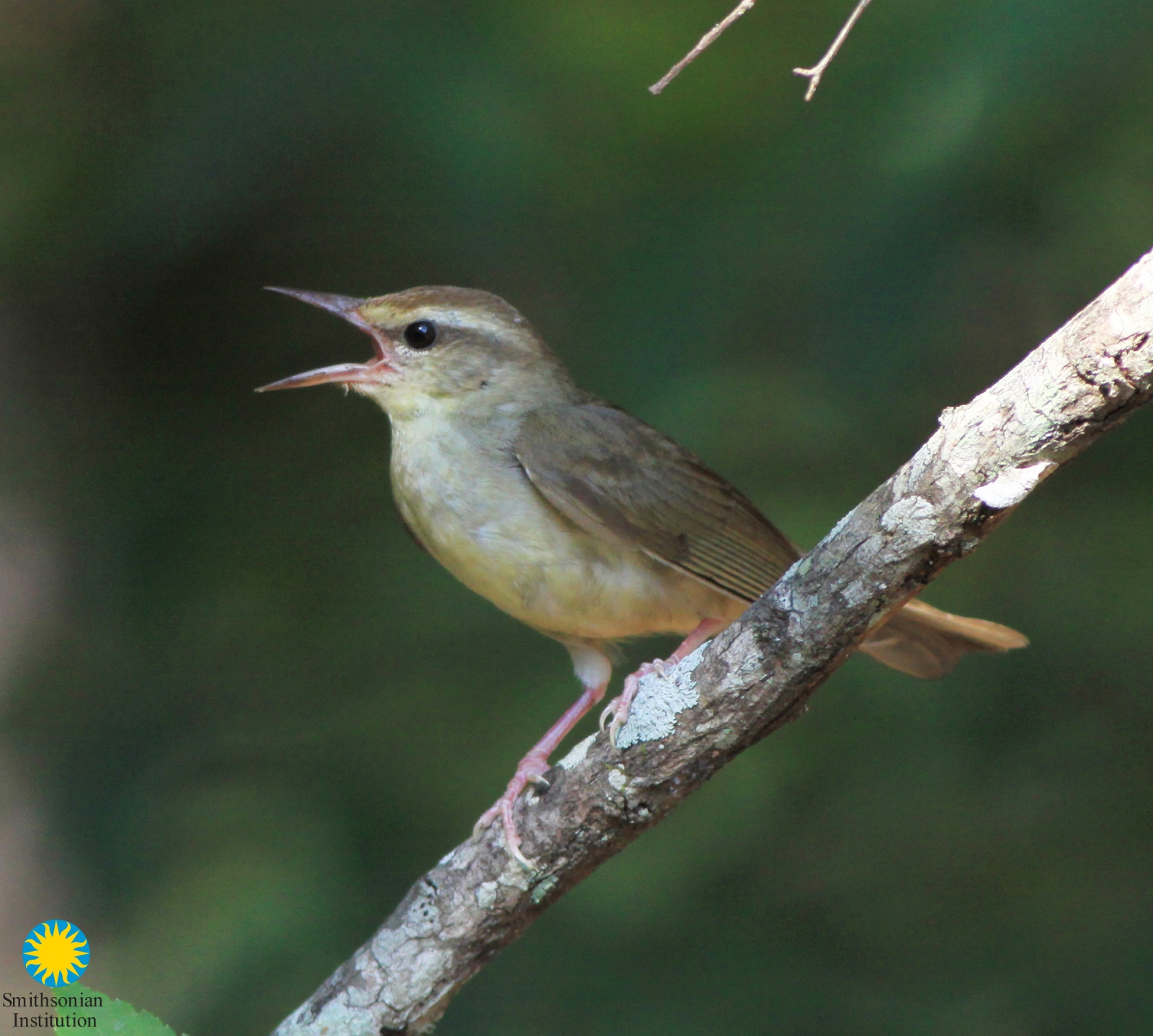 Extremely Rare Songbird Swainson's Warbler Finds New Home in Pine ...