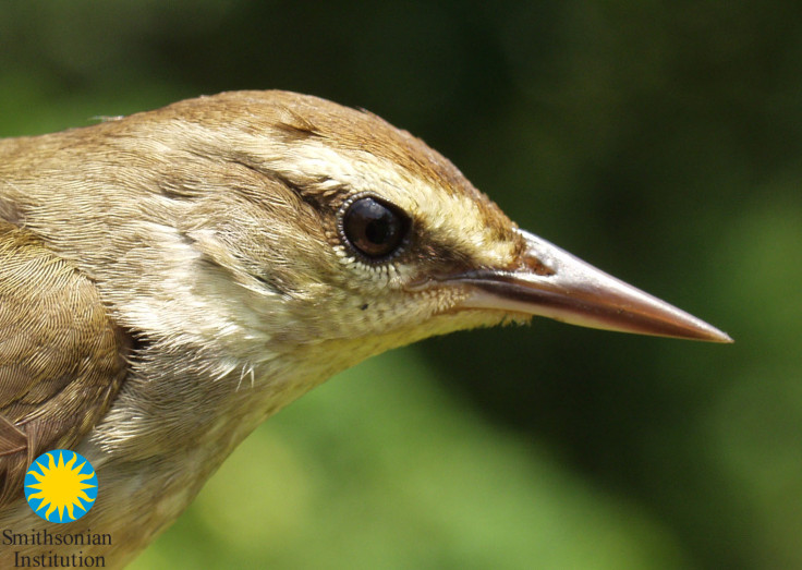 Swainson's warbler