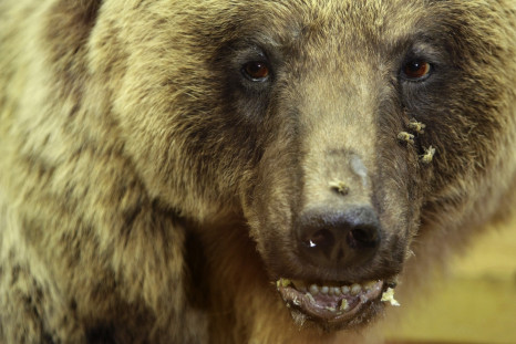 'Bears are dangerous' reminder as many risk attack by striking comedy poses for 'selfie' photos