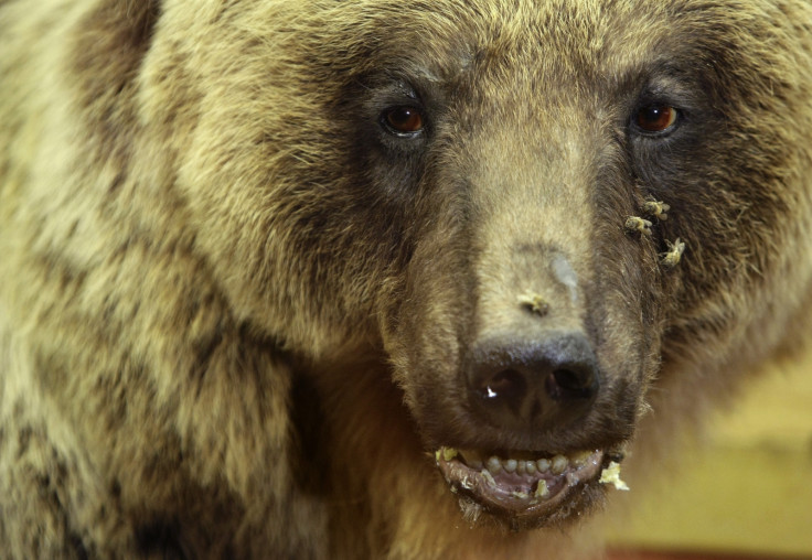 'Bears are dangerous' reminder as many risk attack by striking comedy poses for 'selfie' photos