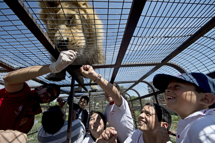 chile safari park lion