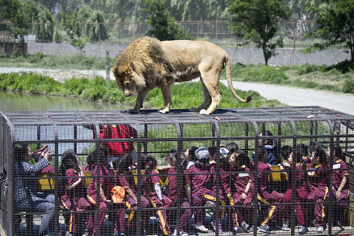 chile safari park lion