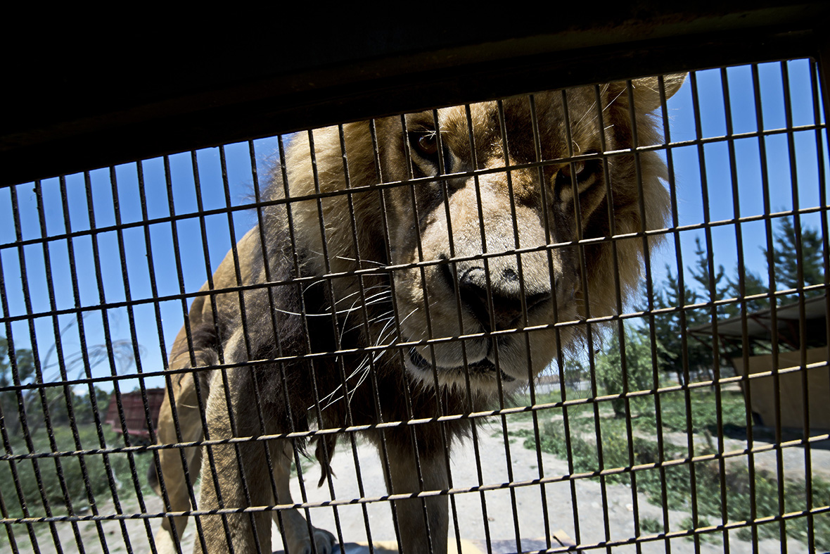 safari lion zoo chile