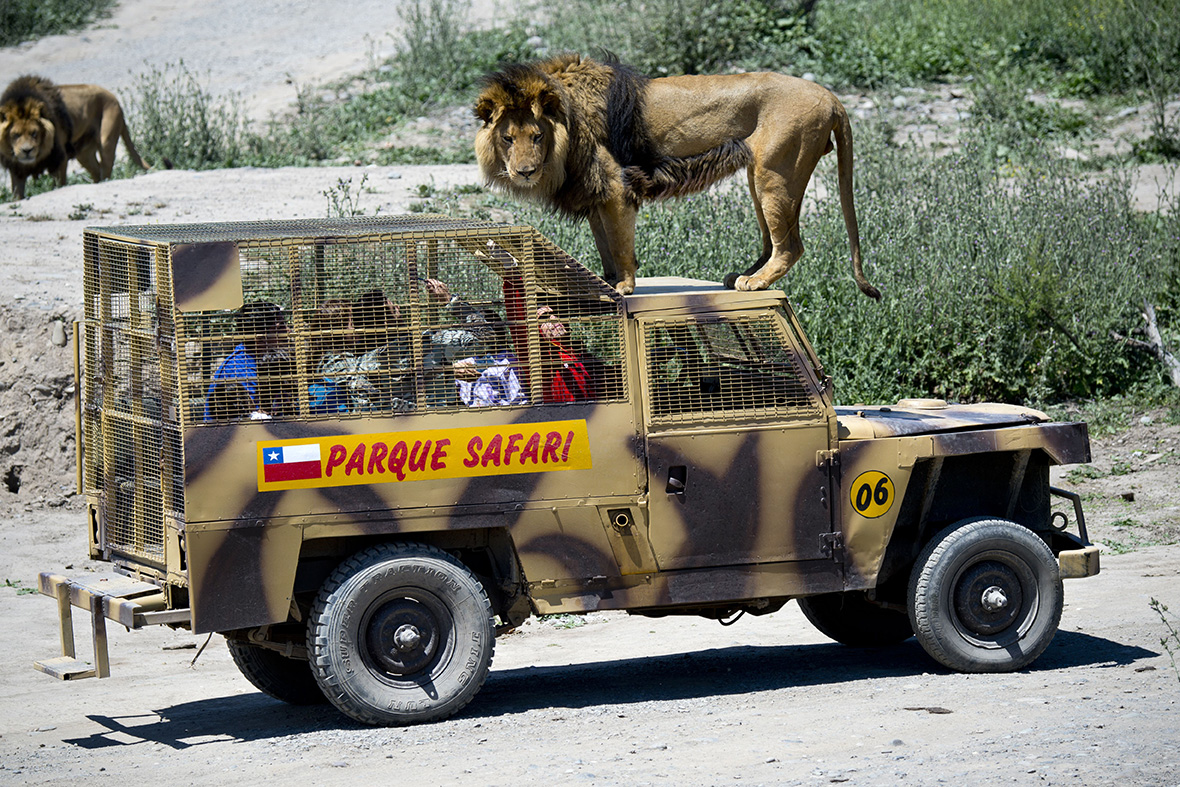 safari lion car