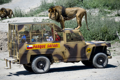 chile safari park lion