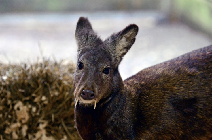 The rare Kashmir musk deer, spotted for the first time since 1948 (WCS)