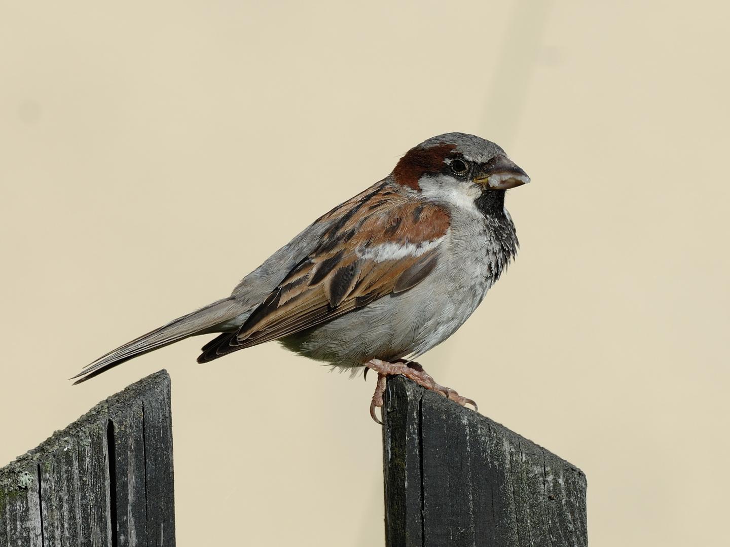 europe-s-most-common-bird-species-are-rapidly-declining-ibtimes-uk