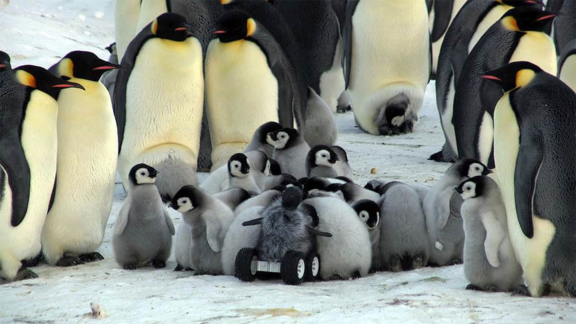 The robot baby penguin rover playing with other baby Adélie Emperor penguins in their colony