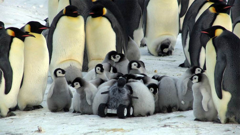The robot baby penguin rover playing with other baby Adélie Emperor penguins in their colony