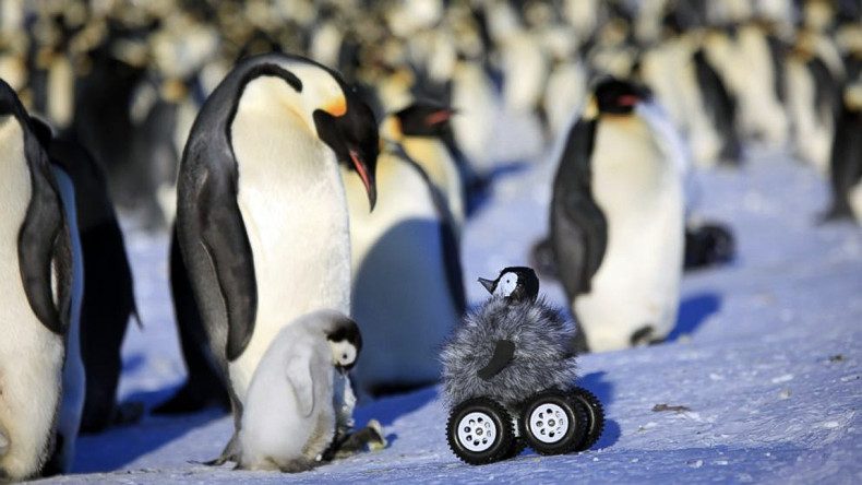 Adult Emperor penguins accepted the researchers' fifth robot attempt and even sang a special song to it
