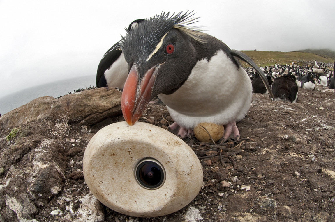 For the penguin documentary, the filmmakers used a camera hidden in an egg that could be laid by their adult Emperor penguin robot For the penguin documentary, the filmmakers used a camera hidden in an egg that could be laid by their adult Emperor penguin robot