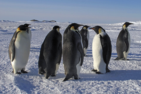Spot the fake penguin: A disguised adult-sized Emperor penguin robot mingles with the colony. (Hint: the robot is second from the right)
