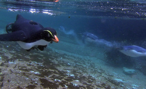 A robot Humboldt penguin fitted with a camera and thrusters keeps up with the penguins underwater