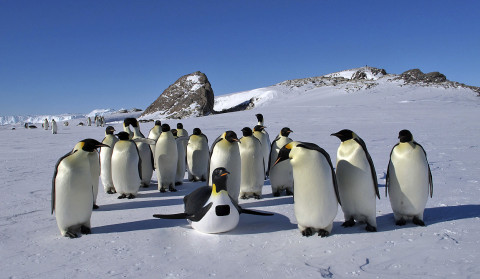A tobogganing Emperor penguin robot that could skate over the ice was also used to collect data and footage