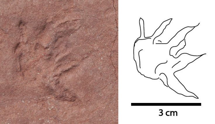 mystery mammal track