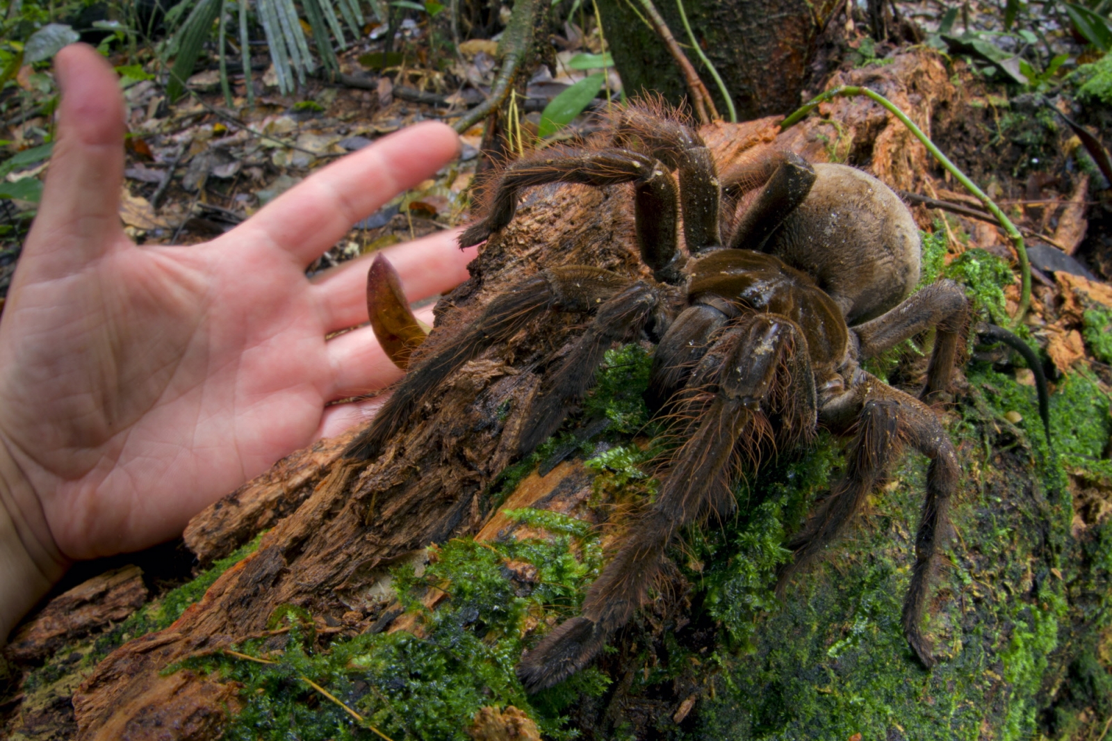 World's Biggest Spider: Goliath Birdeater Scientist 'Sent Death Threats ...