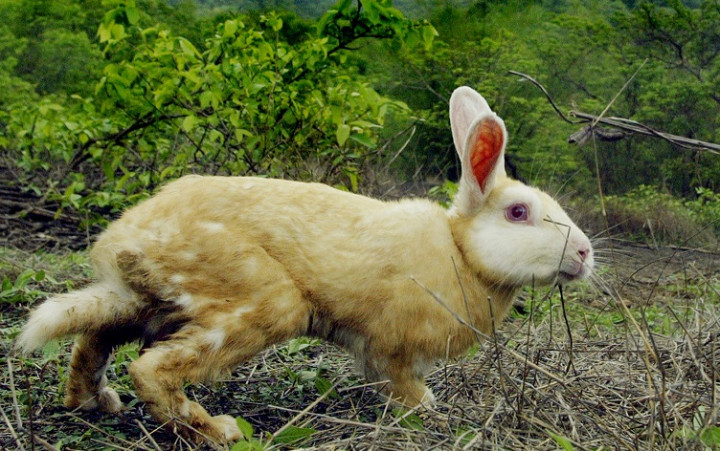 Tramp Paul Rogers killed pet rabbit by cooking it in microwave Tramp Paul Rogers killed pet rabbit by cooking it in microwave