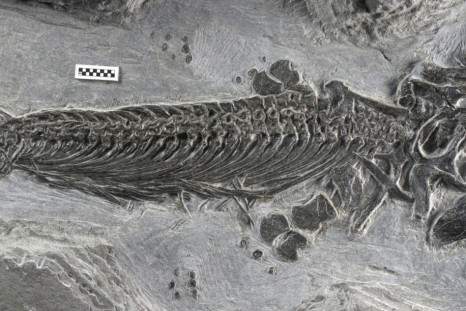 Amphibious Ichthyosaur Fossil