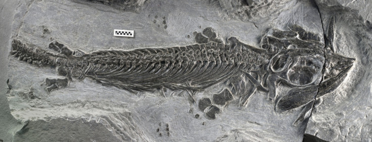 Amphibious Ichthyosaur Fossil