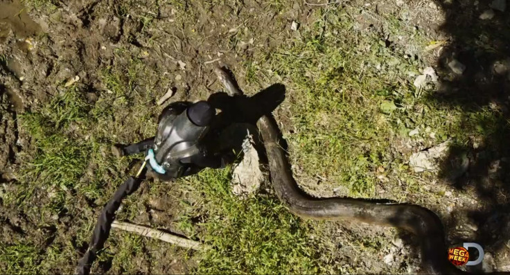 Eaten Alive: Anaconda To Swallow Man on Live TV For Discovery Channel