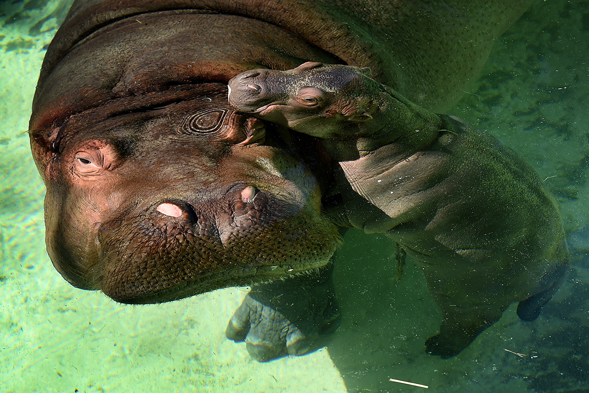hippo calf