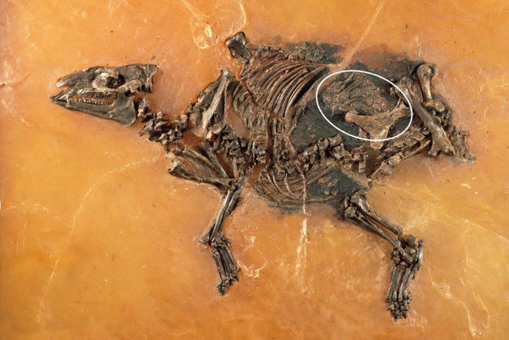 horse fossil