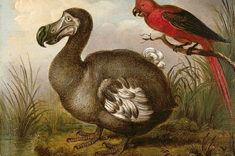 Artists Impression of a Dodo